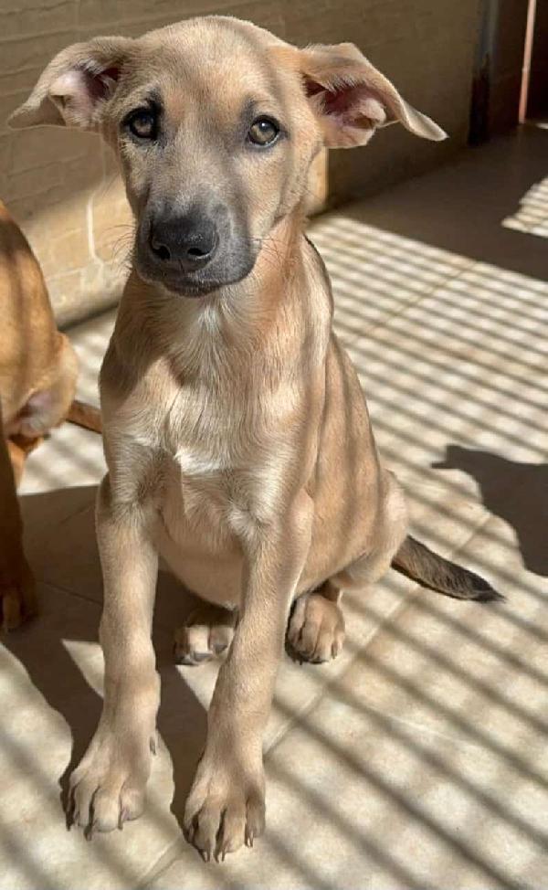 ​Teo, cucciolo in cerca di famiglia Foto 2